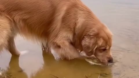 Cute and Funny Dog Videos