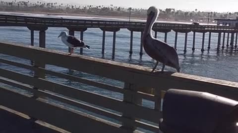 Pelican and Seagull Hanging out at Ocean Beach Pier!