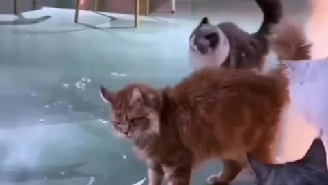 Cat fight