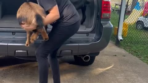 Funny Goats Want To Go For Car Ride!