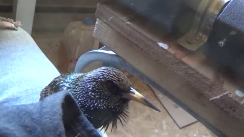 Starling mimics Alexa #short #Shorts #Viral