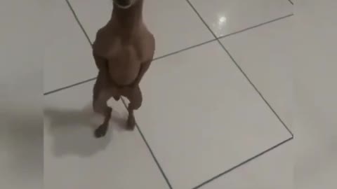 Vídeo engraçado cachorro dançando tente não tir