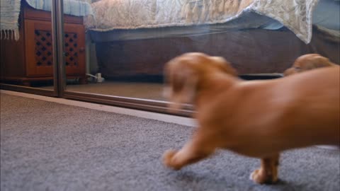 The dog ​​plays in front of the mirror