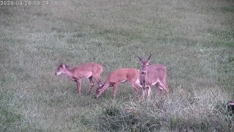 Deer Grazing In The Yard
