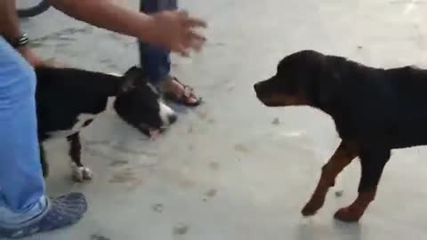 Pitbull vs rottweiler fight