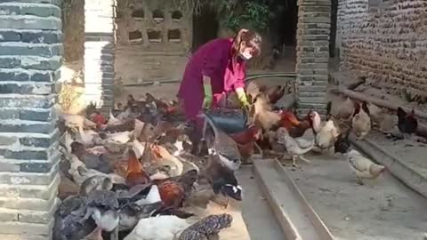 I feed the chickens