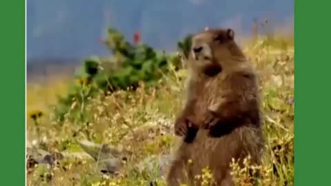 Video de risa nivel dios extremo animales chistosos