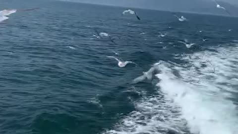 the seagulls of Geoje Island