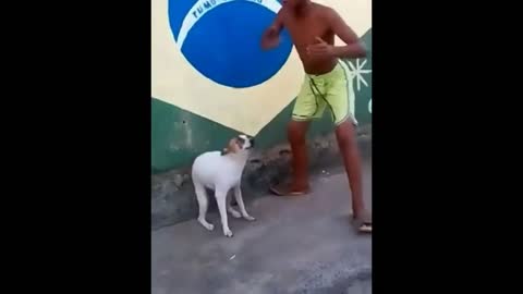 cute dance of a dog