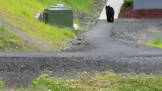Black Bear Chases Dog