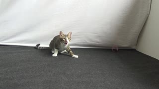 Small Wild Cat Plays With Teaser Toy