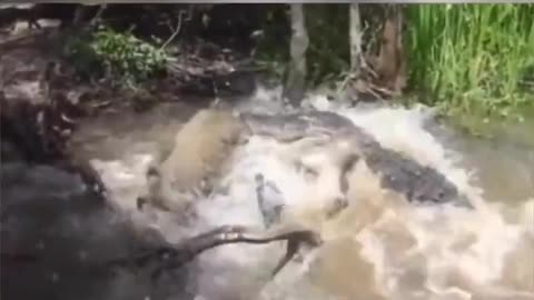 Hog Dragged Into Water By Gator