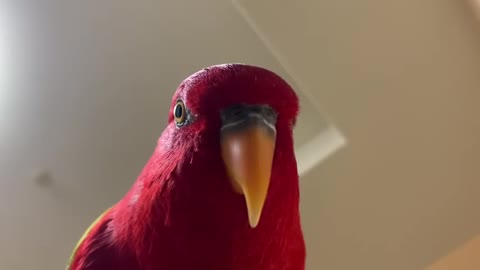 Red birb "GUMI" wuewuewuewuewue.....staring