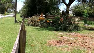 Crazy tree felling over power lines