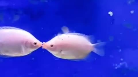 Kiss the fish