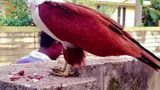 Beautiful Eagle Eats Fish