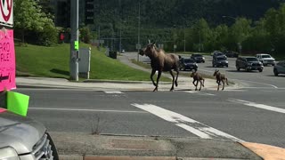 Mama Moose and Young Twins Trot Along Street