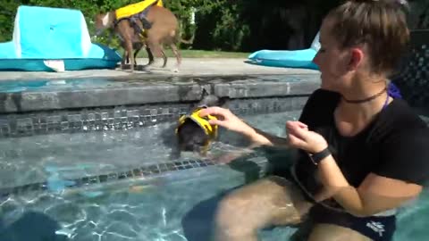 Step On How To Teach A Dogs How To Swim And Dive