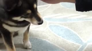 Magic Dog Treat Trick