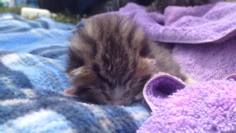 Kitten, 9 days old, crying with maximum cuteness