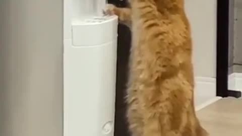 Intelligent cat drinking water