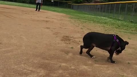 Funny pitbull tripping