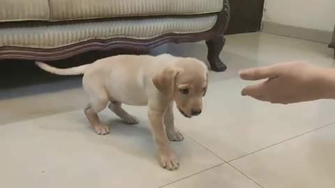 Labrador dog training