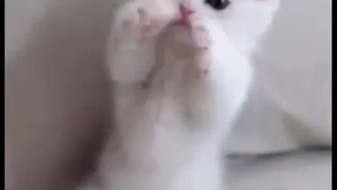 Very fanny cat ,funny animals,Funny alll