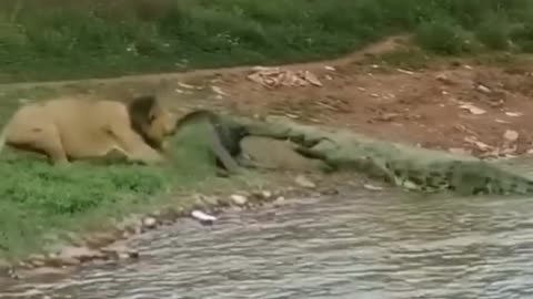 amazing animals - lion and crocodile compete for food