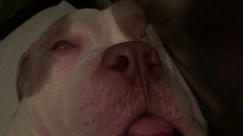 Dog snoring while he is sleeping