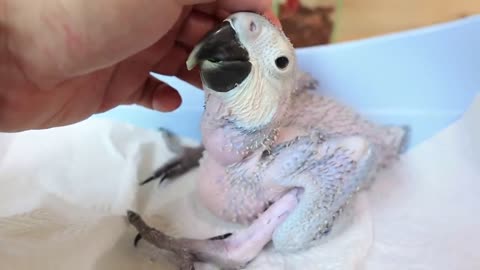 How baby macaw grows up | From the hatch until the eyes opened