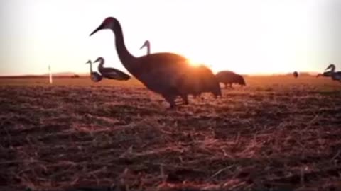 Oklahoma Cranes