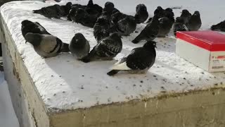 Pigeons warm in the winter.
