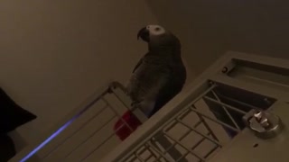 Parrot repeating peekaboo