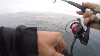 Fishing with a Dolphin