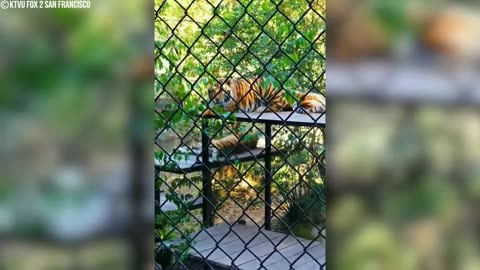 12 Times Tourists Sneaked Into Animal Zoo Enclosures