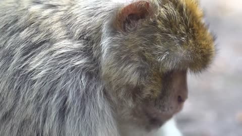 Barbary Macaque