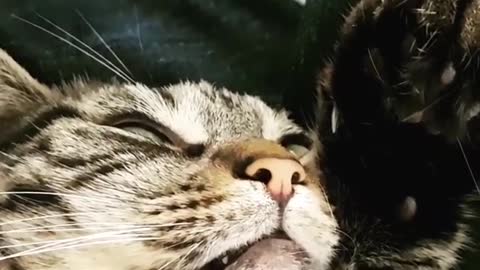 Sleepy cat wakes up