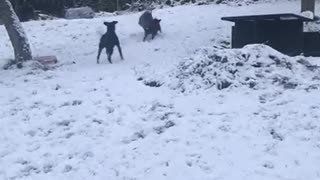 Dogs Having Fun in the Snow