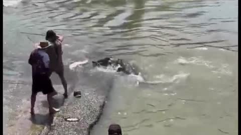 Australian man accidentally kicks hat on crocodile while catching fish