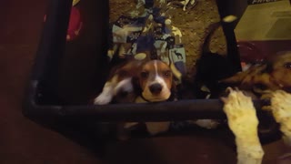 MY POOR baby basset hound puppies