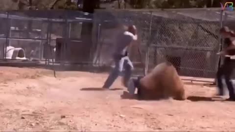 Unexpected Animal Attack The Most funniest Compilation