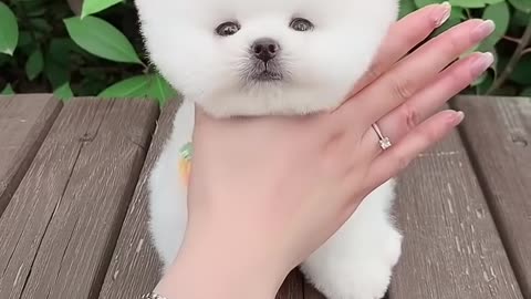 CUTE ADORABLE DOG 😍 SEE NOW ⬆️ CUTTEST DOG EVER