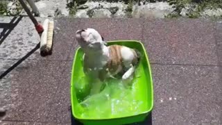 Puppy Enjoys His Own Pool Party