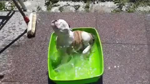 Puppy Enjoys His Own Pool Party