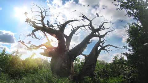 Magical Fantasy Tree
