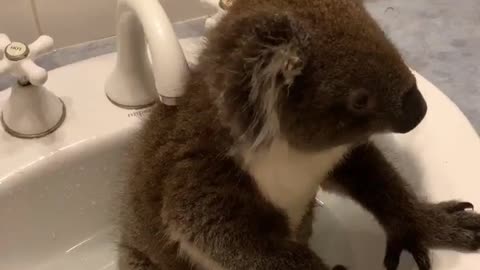 Koala Sits in the Sink
