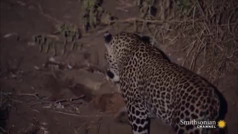 Amazing Footage of a South African Leopard in Action.mp4