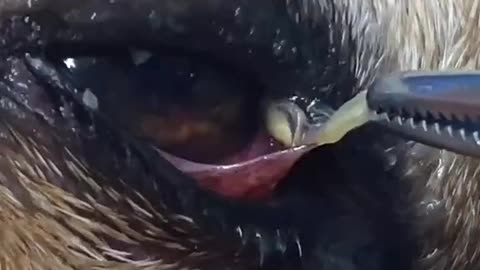 Removing foxtail from dog eye