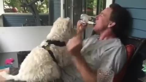 Westie dog adorably gives kisses on command